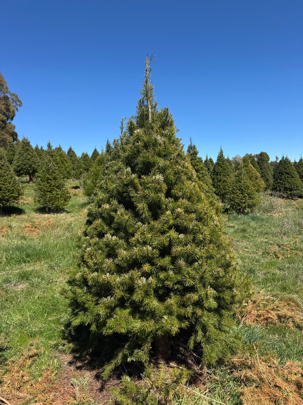 Fresh cut Radiata Pine Christmas tree delivered in Sydney — Pick A Tree