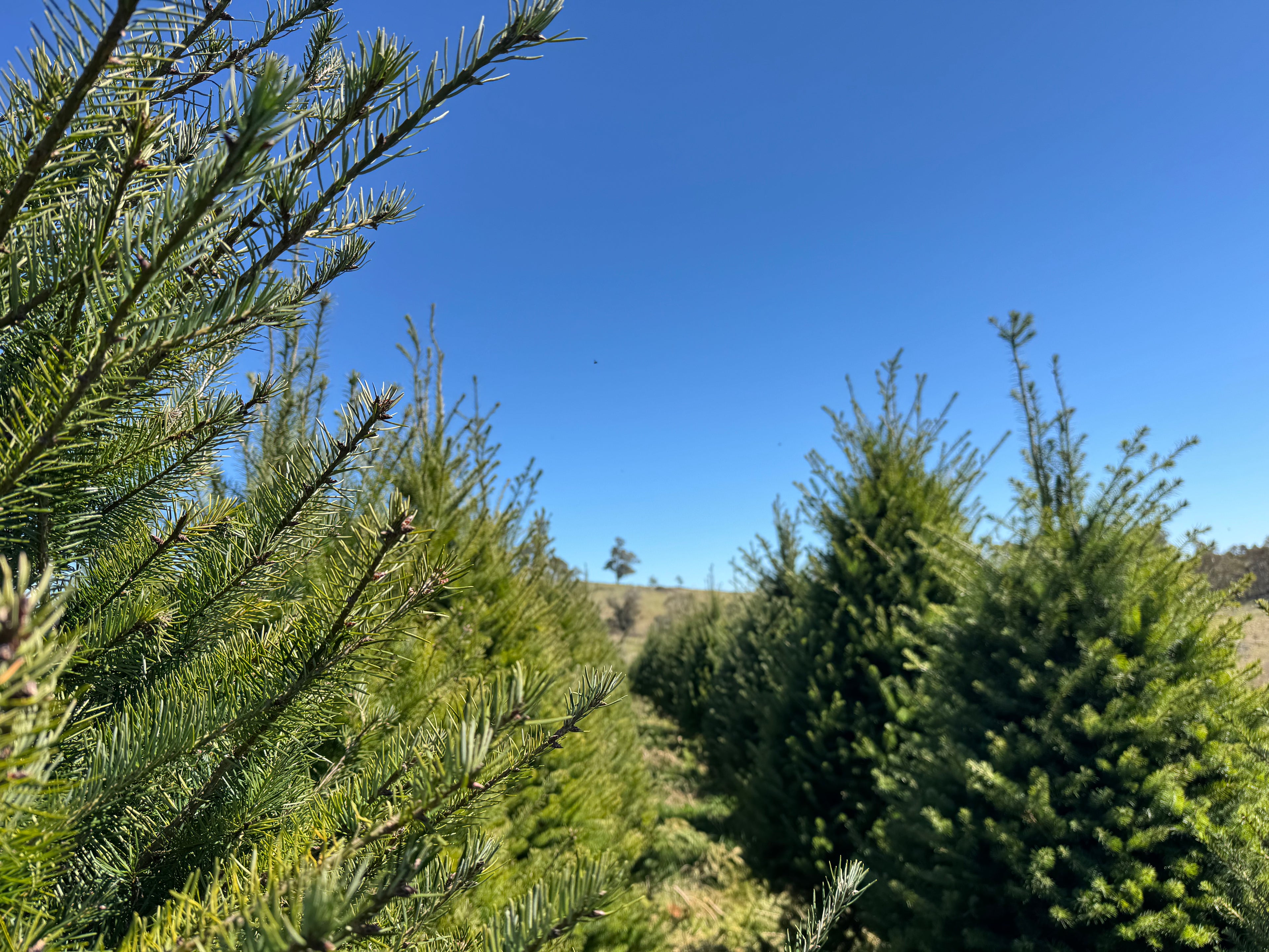 Fresh cut Radiata Pine Christmas tree delivered in Sydney — Pick A Tree