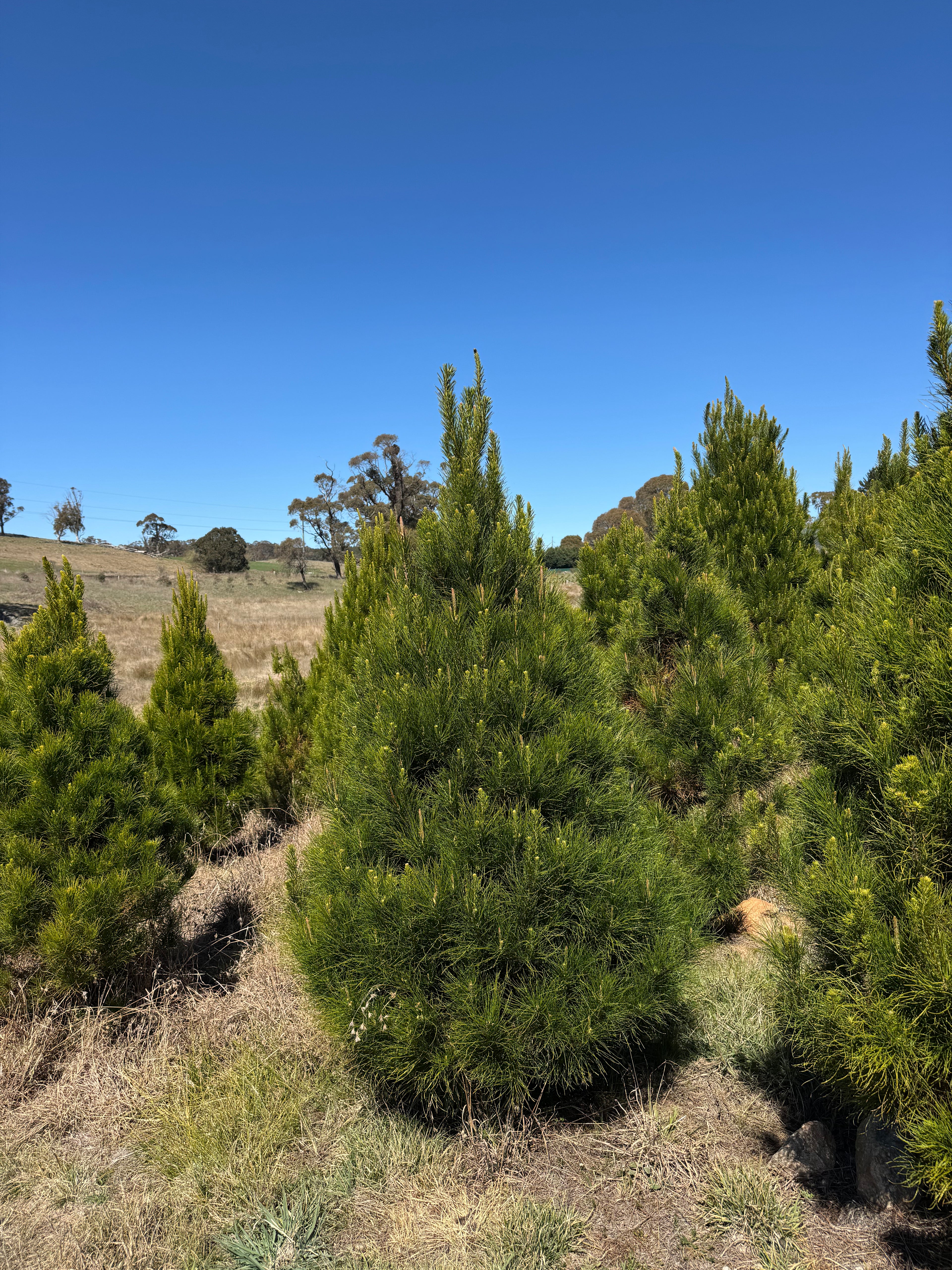 Fresh cut Radiata Pine Christmas tree delivered in Sydney — Pick A Tree