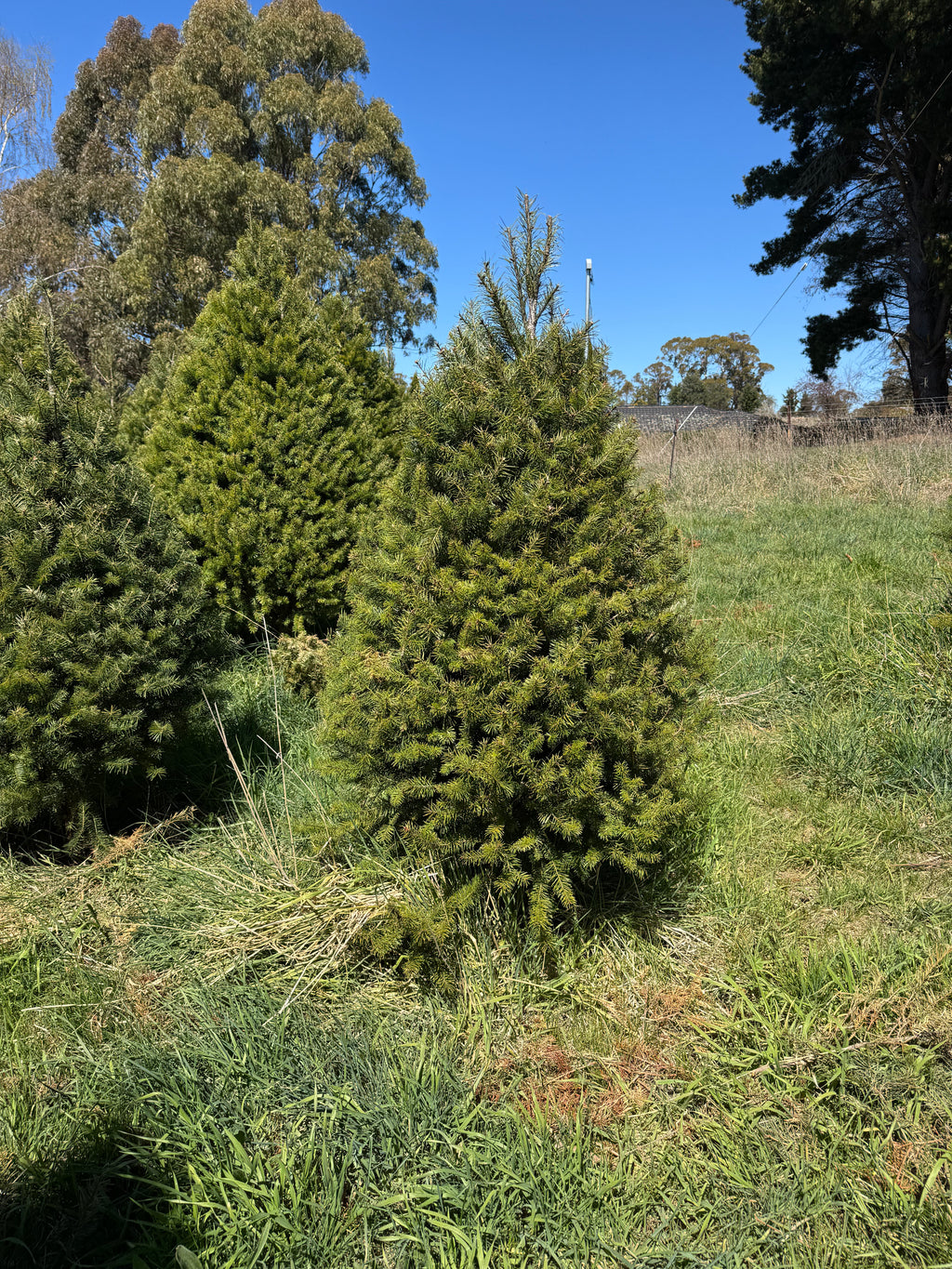 Fresh cut Radiata Pine Christmas tree delivered in Sydney — Pick A Tree