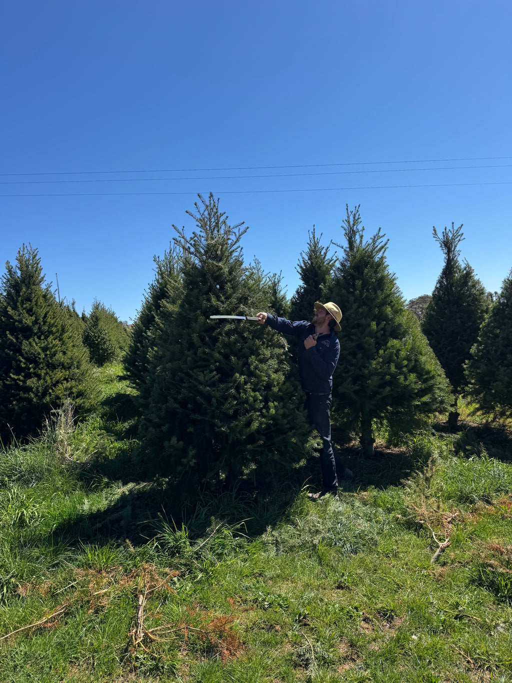 Fresh cut Radiata Pine Christmas tree delivered in Sydney — Pick A Tree