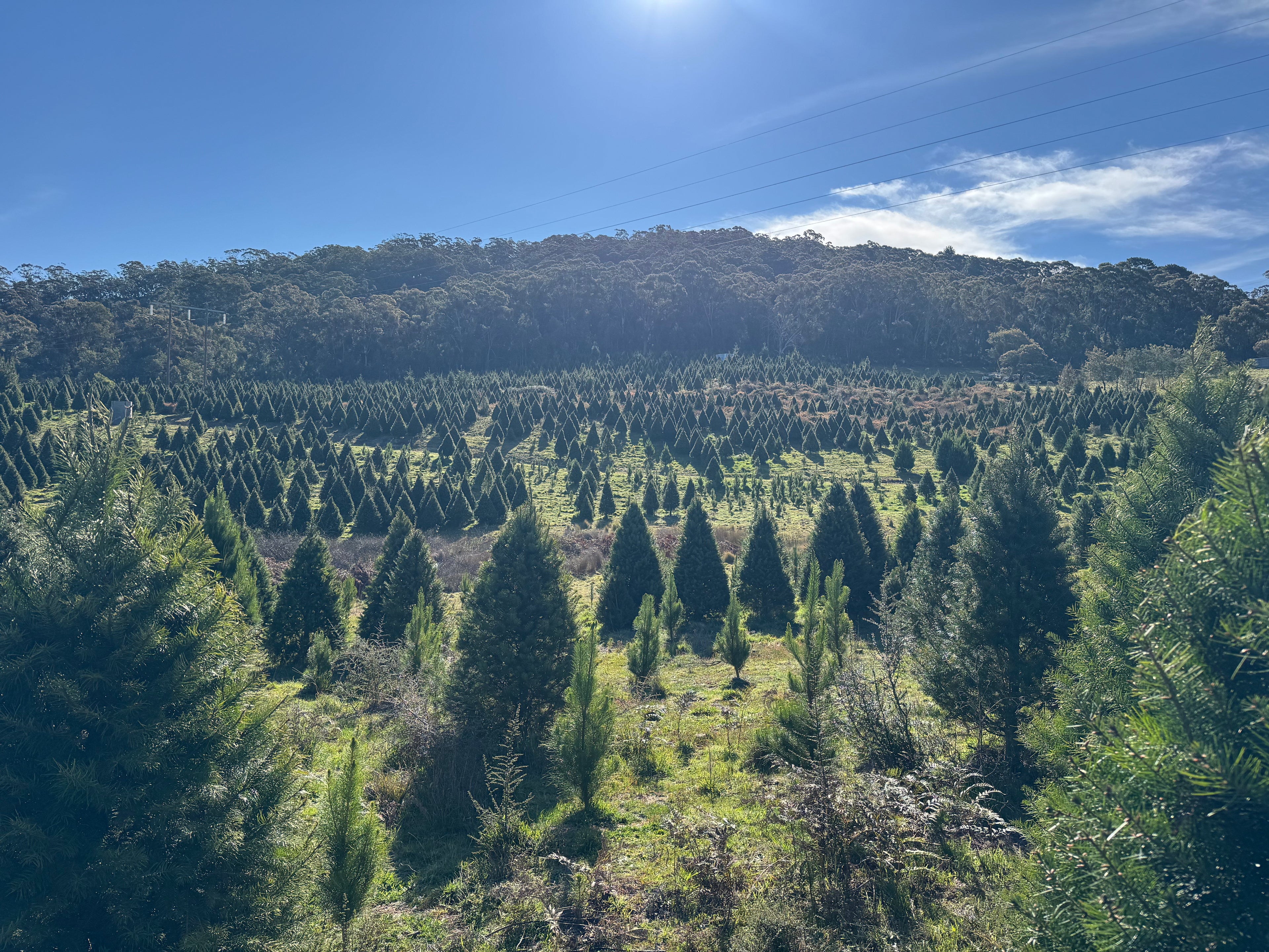 Fresh cut Radiata Pine Christmas tree delivered in Sydney — Pick A Tree