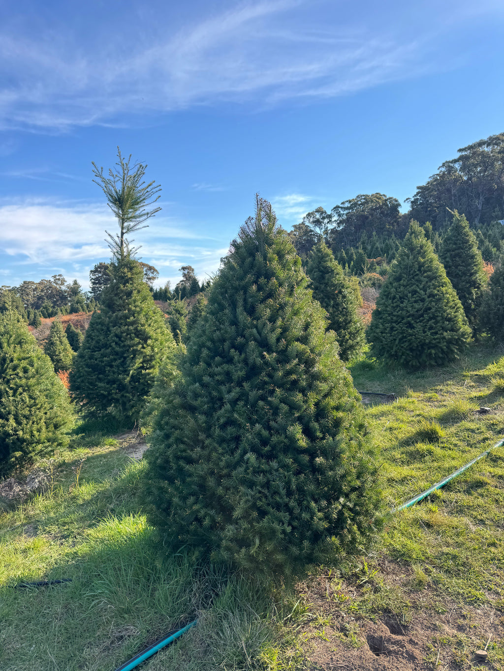 Fresh cut Radiata Pine Christmas tree delivered in Sydney — Pick A Tree