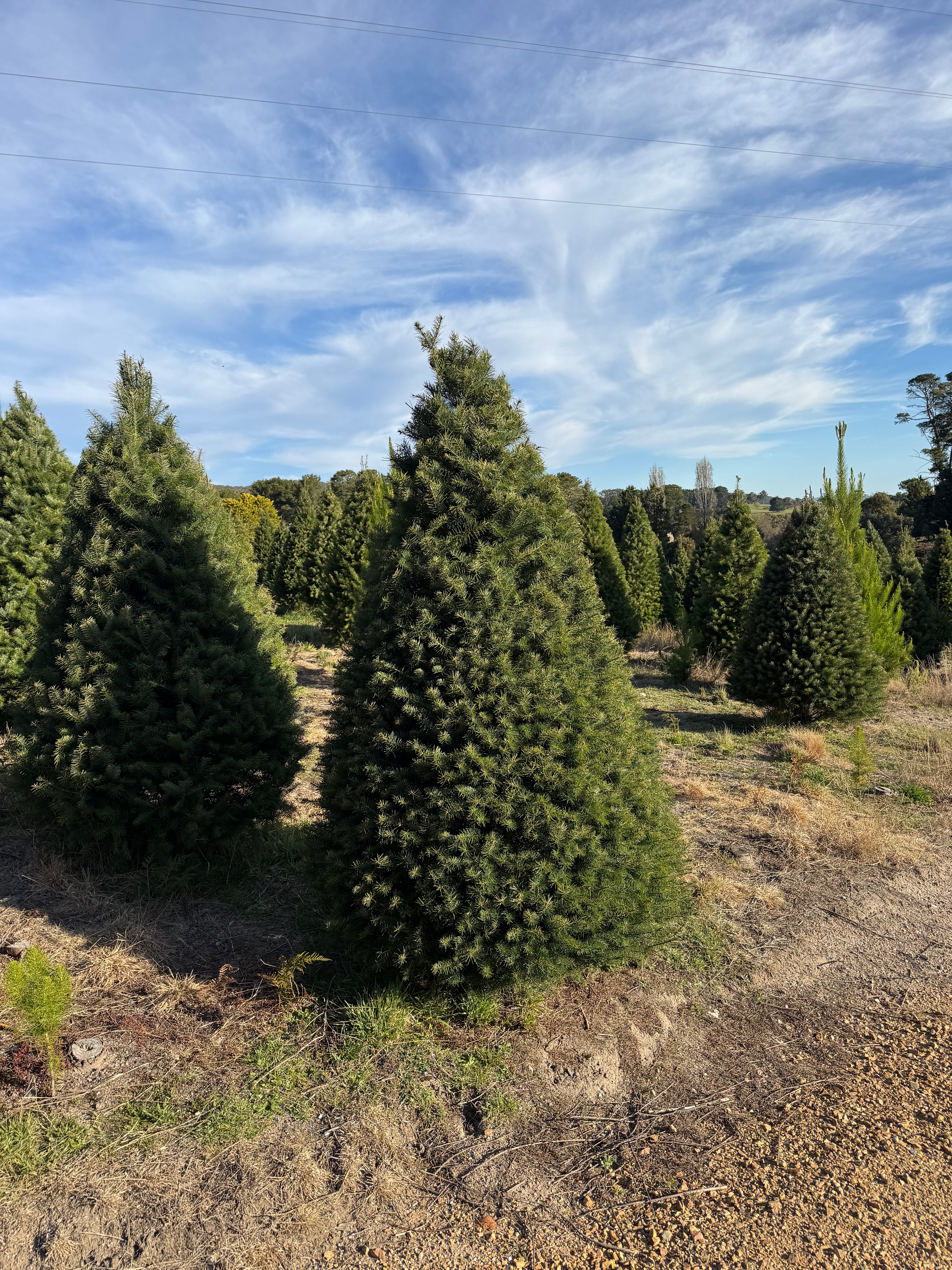 Fresh cut Radiata Pine Christmas tree delivered in Sydney — Pick A Tree