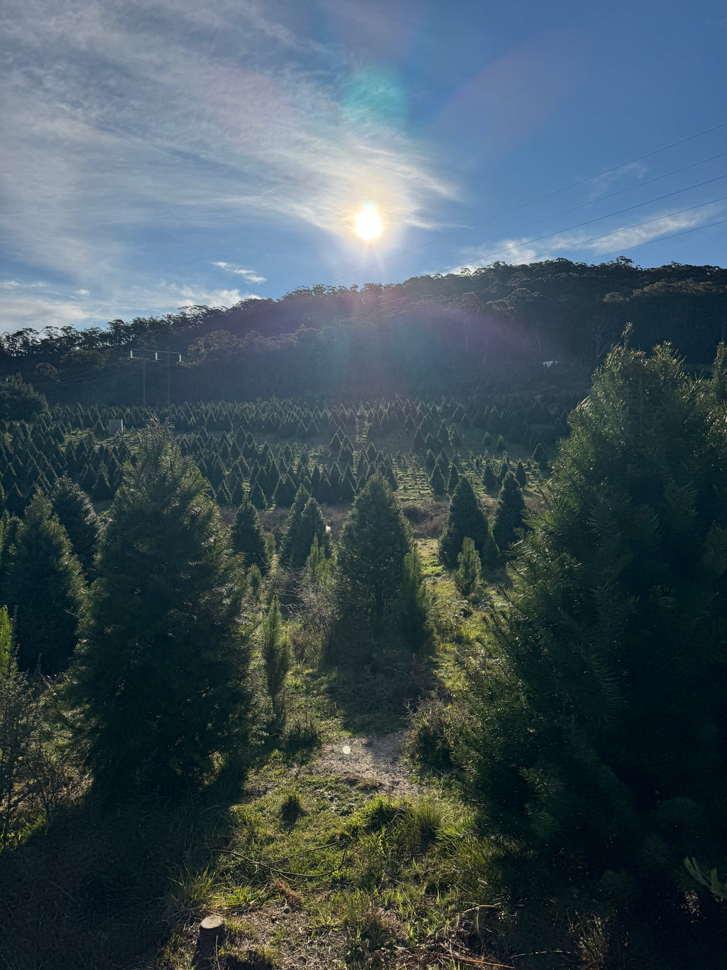 Fresh cut Radiata Pine Christmas tree delivered in Sydney — Pick A Tree