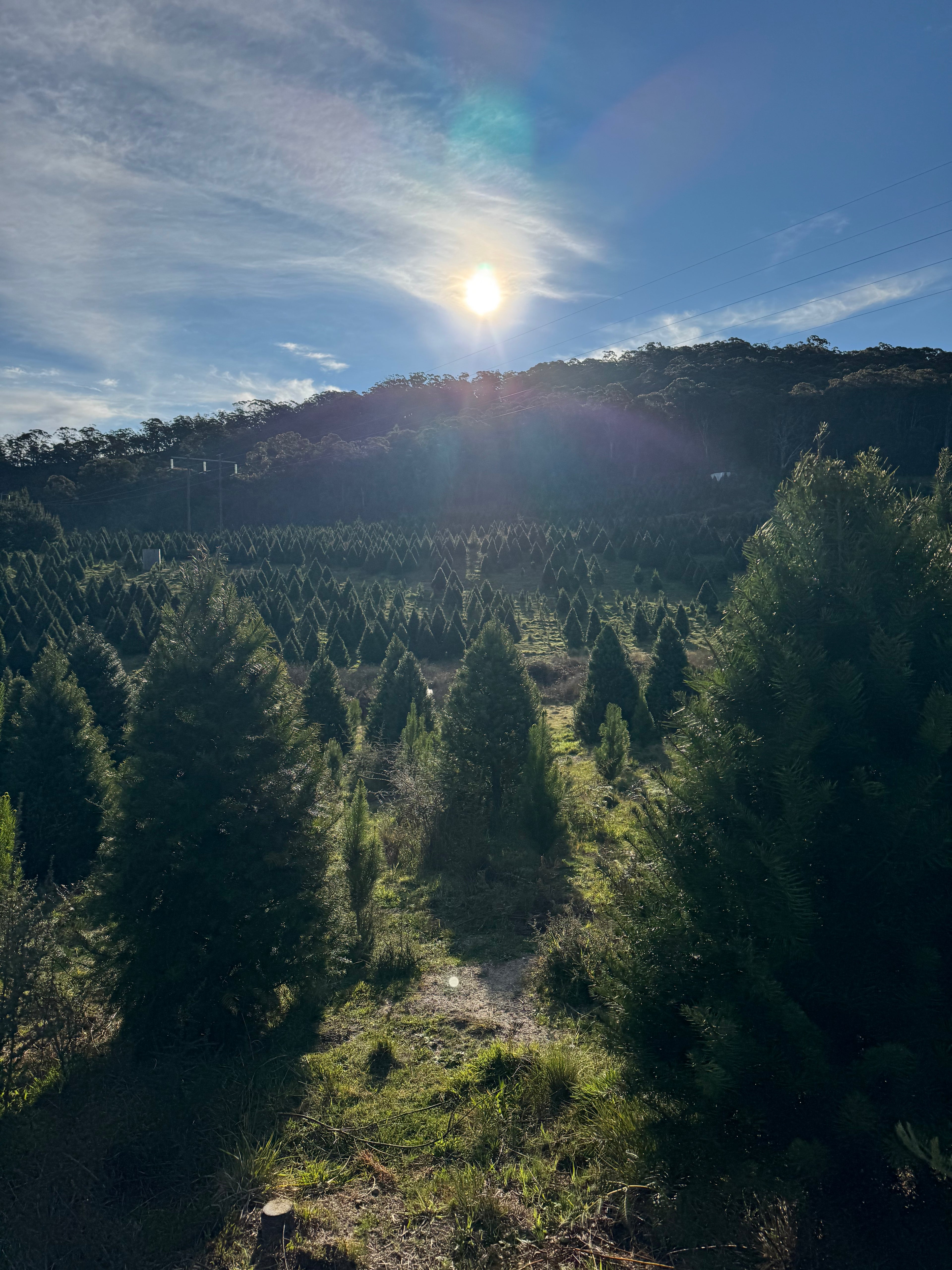 Fresh cut Radiata Pine Christmas tree delivered in Sydney — Pick A Tree