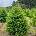 Fresh cut Douglas Fir Christmas tree delivered in Sydney — Pick A Tree