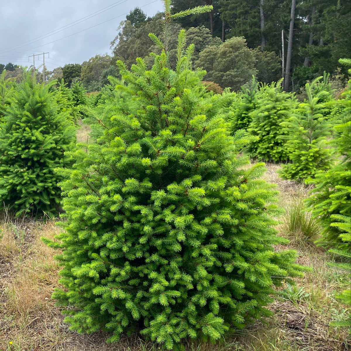 Fresh cut Douglas Fir Christmas tree delivered in Sydney — Pick A Tree