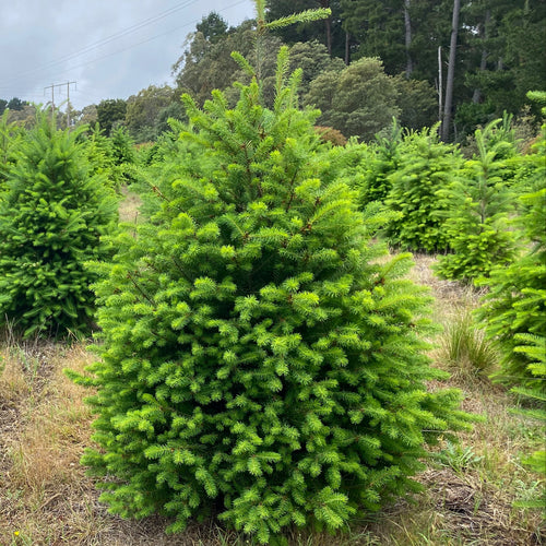 Fresh cut Douglas Fir Christmas tree delivered in Sydney — Pick A Tree