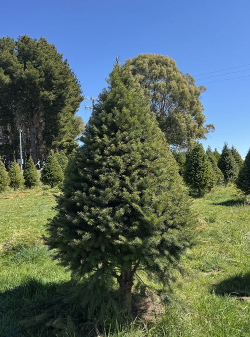 Fresh cut Douglas Fir Christmas tree delivered in Sydney — Pick A Tree
