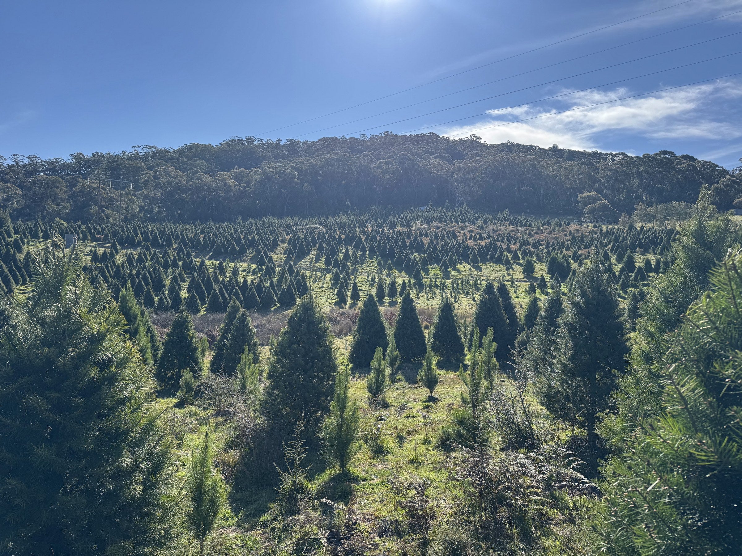 Sydney's Premium Christmas Trees