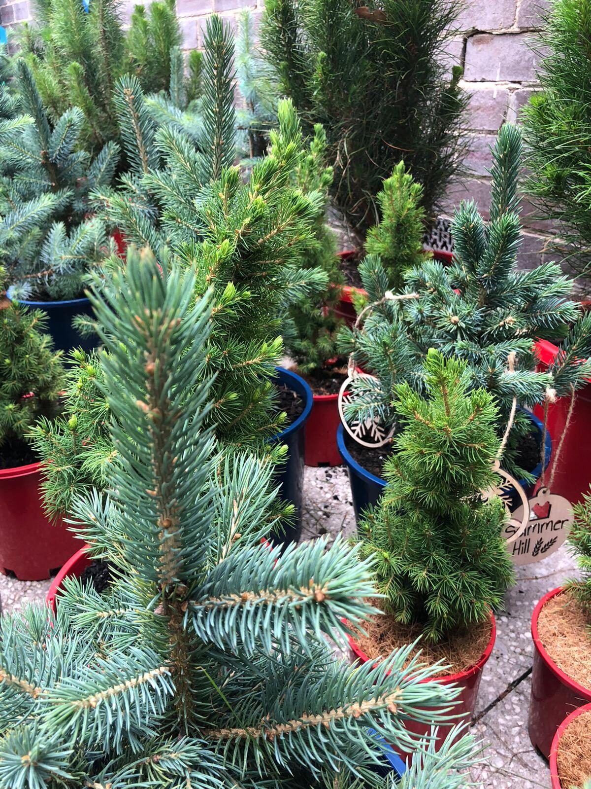 Potted Christmas trees ready for pick up