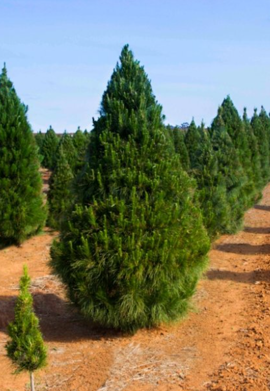 Fresh cut Radiata Pine Christmas tree delivered in Sydney — Pick A Tree