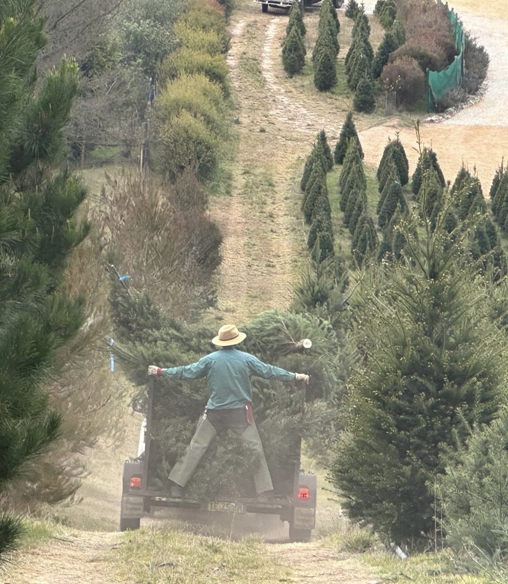 Delivering trees on the farm