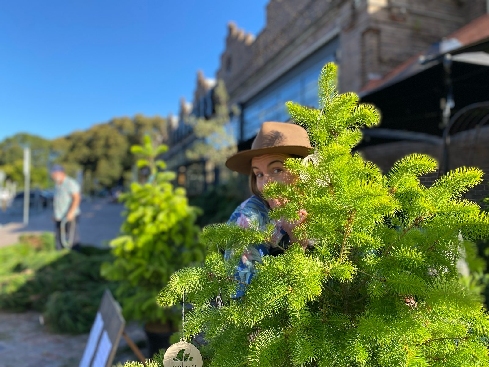 A fresh tree at the venue