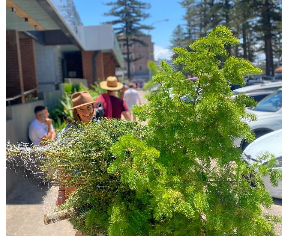 Carrying a fresh tree at the venue