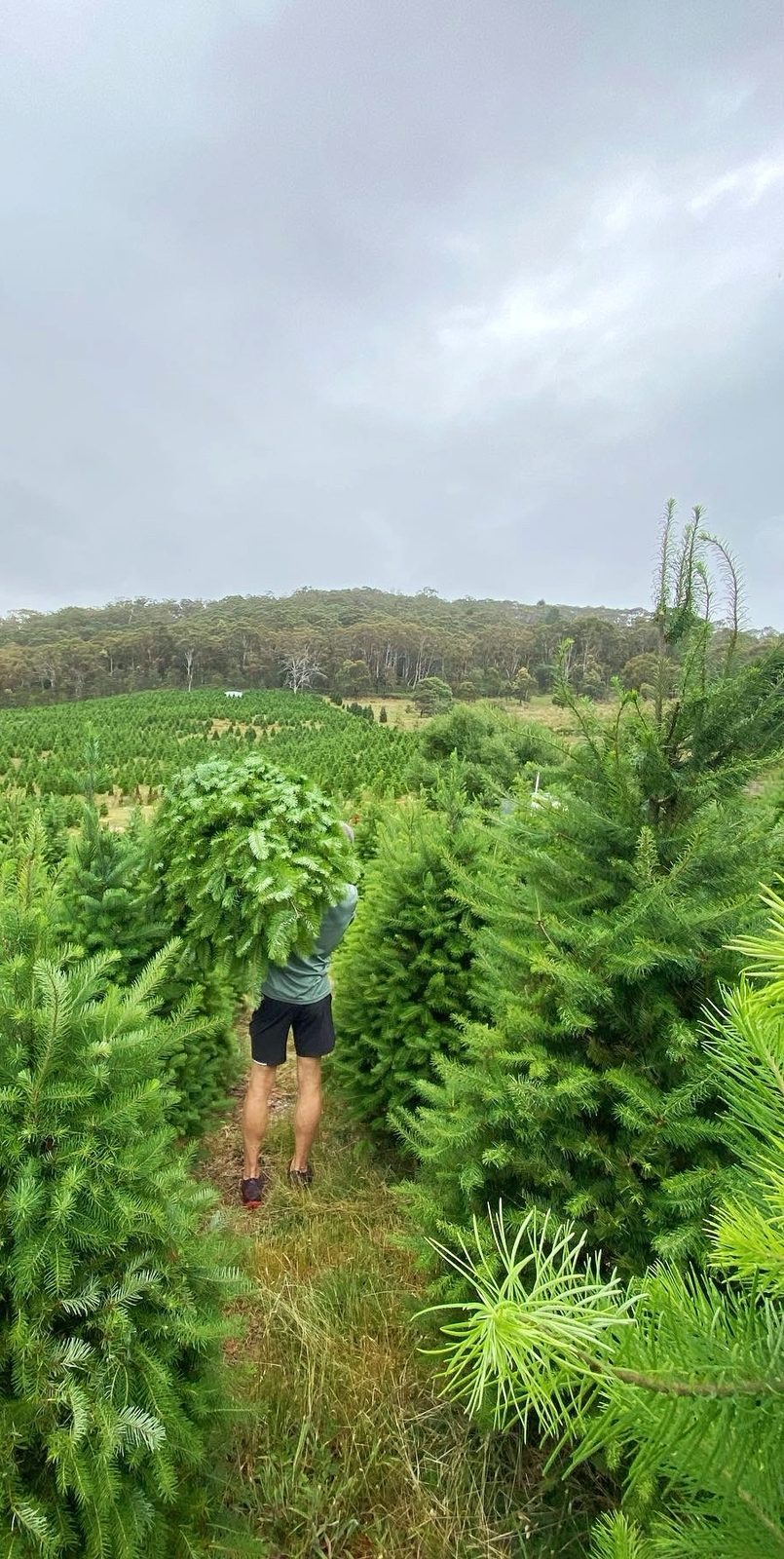 Carrying a tree through the farm
