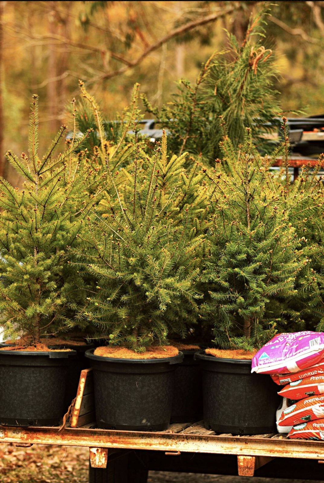 Potted trees ready for Christmas