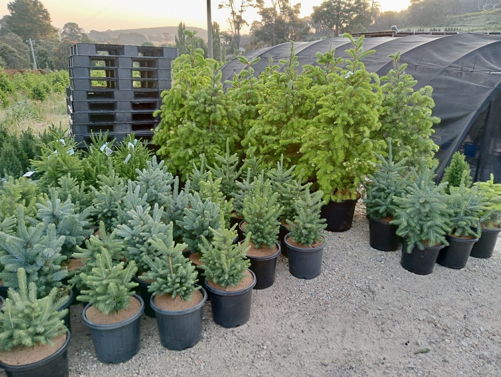 Potted trees ready to go