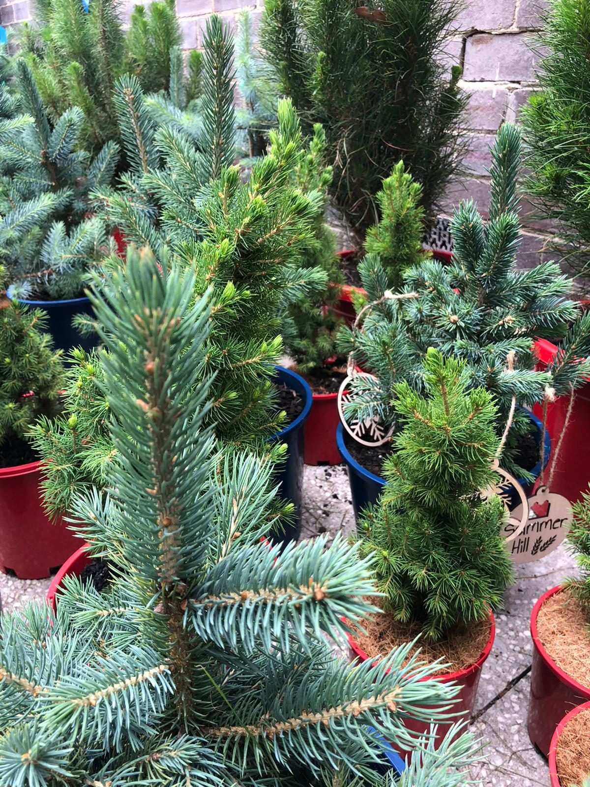 Potted trees